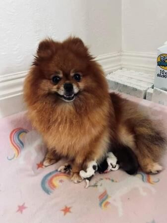 Luxury Teddy Face Pomeranian puppies for sale in Scarborough, North Yorkshire