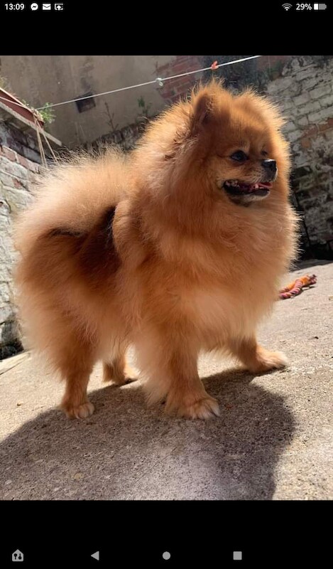 Luxury Teddy Face Pomeranian puppies for sale in Scarborough, North Yorkshire | Image 2