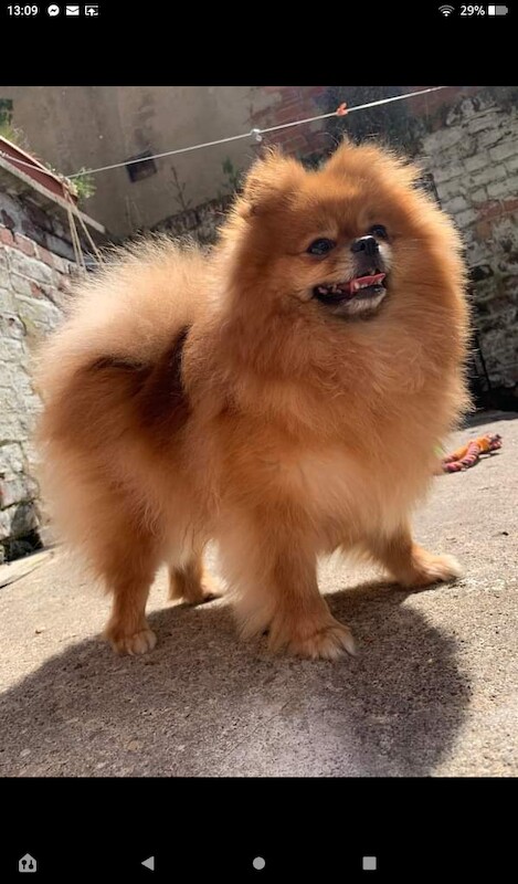 Luxury Teddy Face Pomeranian puppies for sale in Scarborough, North Yorkshire | Image 3