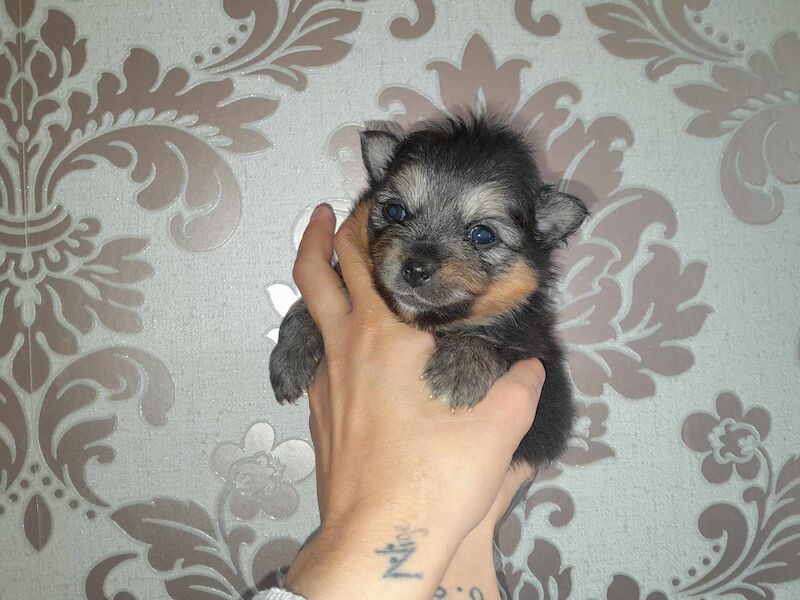Luxury Teddy Face Pomeranian puppies for sale in Scarborough, North Yorkshire | Image 4