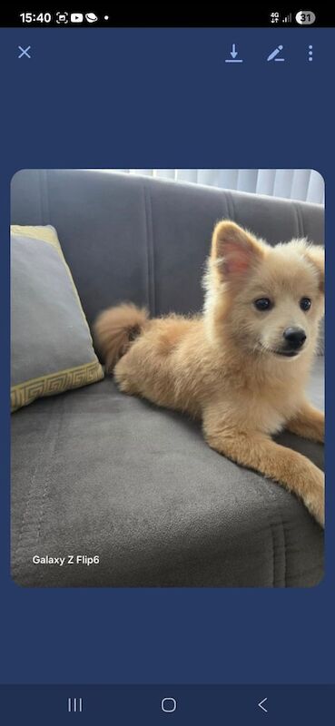 Pomeranian puppies for sale in Derby, Derbyshire – 7 months old