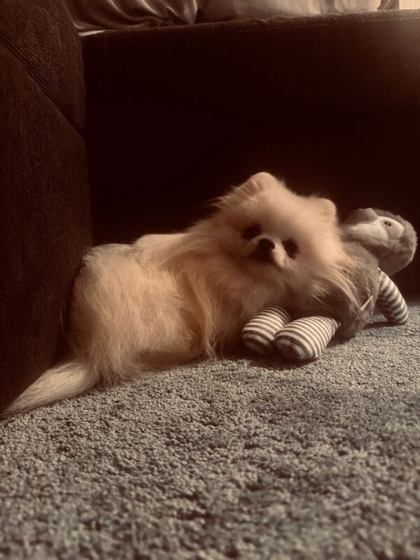 Pomeranian puppies for sale in Cookridge, West Yorkshire – 1 year old