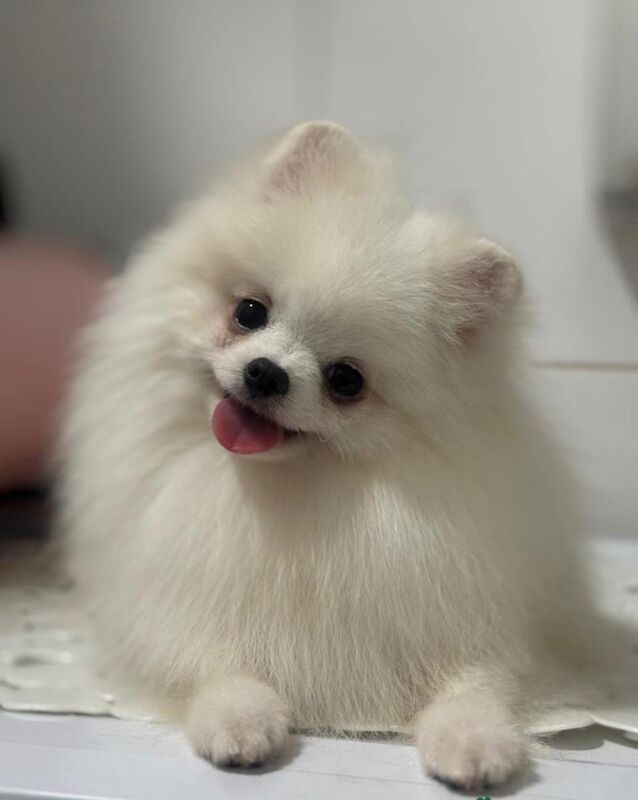 Pomeranian puppies for sale in Cookridge, West Yorkshire – 1 year old - Image 3 of 3