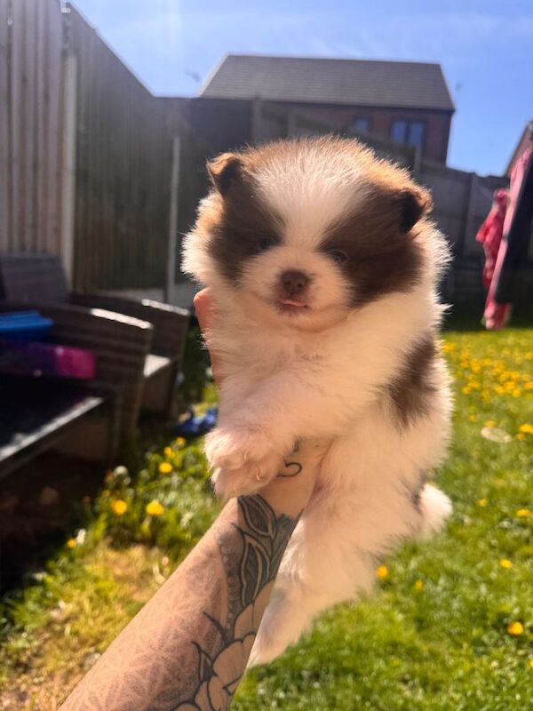 Male chocolate & white pup - Image 2 of 5