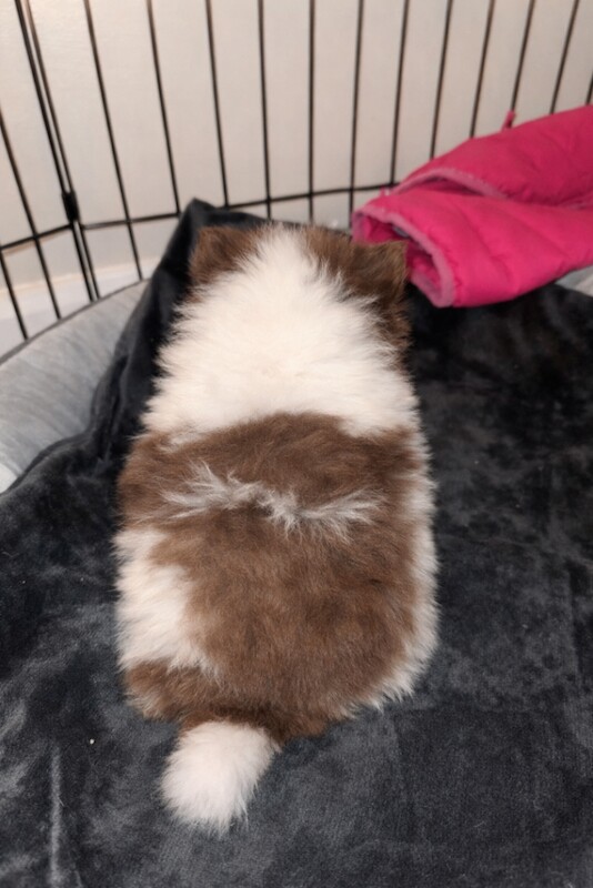 Male chocolate & white pup - Image 3 of 5