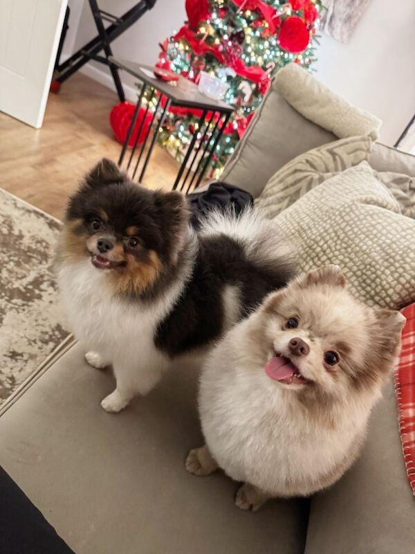 Male chocolate & white pup - Image 4 of 5