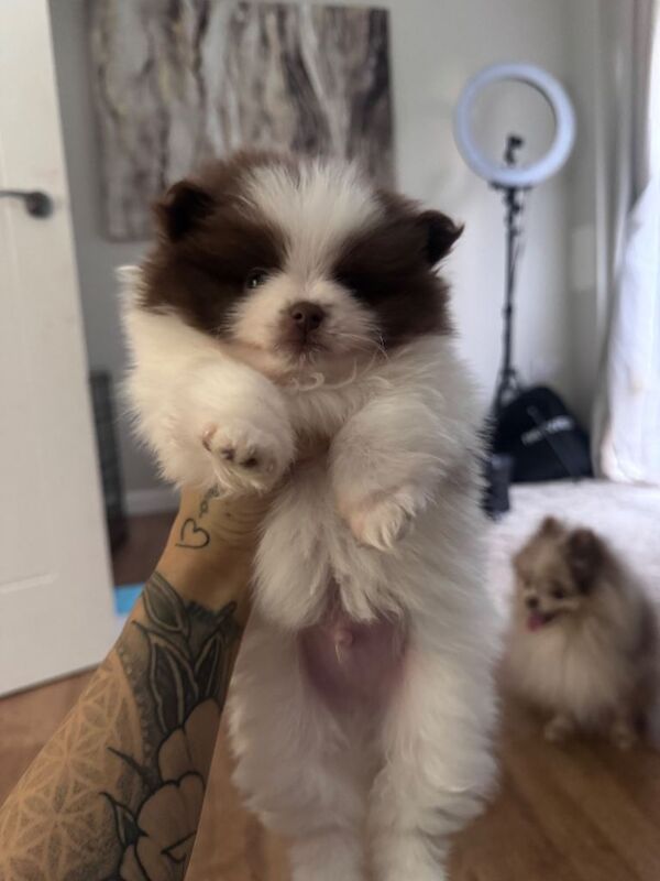 Male chocolate & white pup - Image 5 of 5