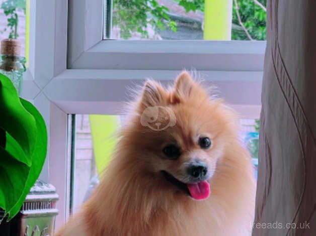 Pomeranian puppies for sale in London – 3 years old - Image 1 of 4