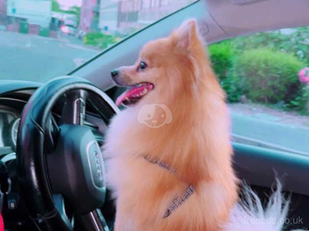 Pomeranian puppies for sale in London – 3 years old - Image 2 of 4