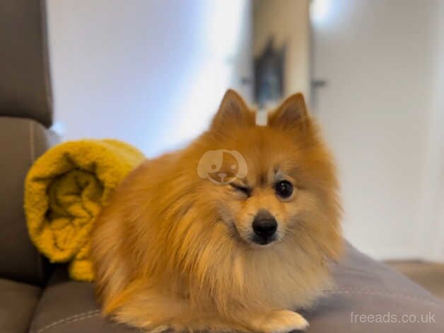 Pomeranian puppies for sale in London – 3 years old - Image 4 of 4