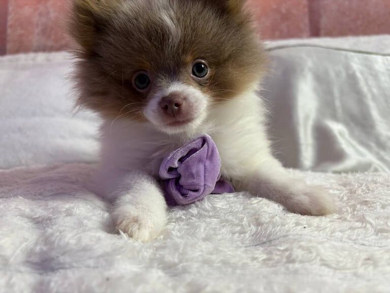 Pomeranian puppies for sale in Alderley Edge, Cheshire – 4 months old