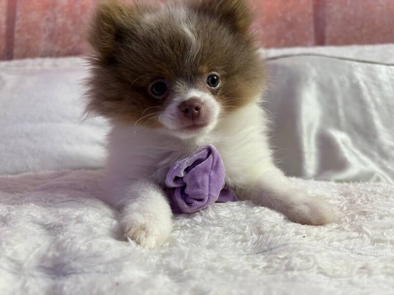 Pomeranian puppies for sale in Alderley Edge, Cheshire – 5 months old - Image 3 of 3