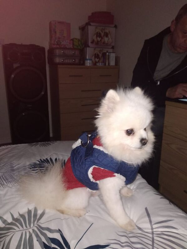 Pomeranian puppies for sale in Walsall, West Midlands – 1 year old