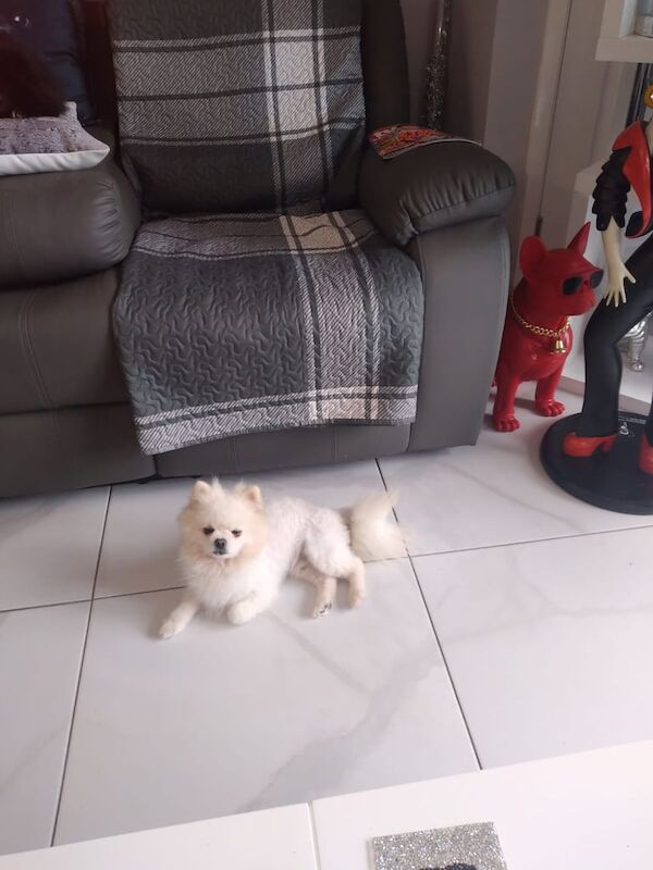 Pomeranian puppies for sale in Walsall, West Midlands – 1 year old - Image 2 of 3