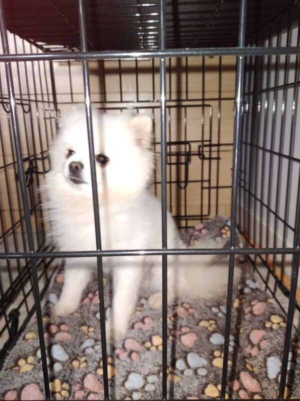 Pomeranian puppies for sale in Walsall, West Midlands – 1 year old - Image 3 of 3