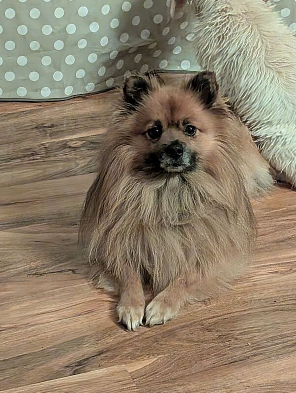 Male pom for sale in Newark, Cambridgeshire