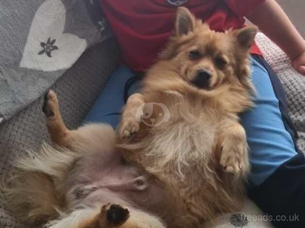 Pomeranian puppies for sale in Rochdale, Greater Manchester – 2 years old - Image 1 of 5