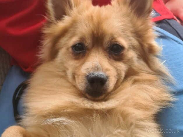 Pomeranian puppies for sale in Rochdale, Greater Manchester – 2 years old - Image 2 of 5
