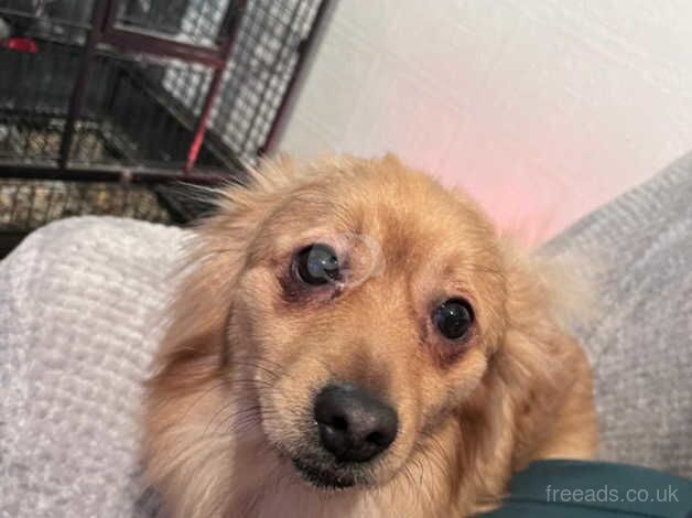 Male Pomeranian 2 Year Old for sale in Rochdale, Greater Manchester - Image 3