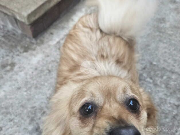 Pomeranian puppies for sale in Rochdale, Greater Manchester – 2 years old - Image 4 of 5