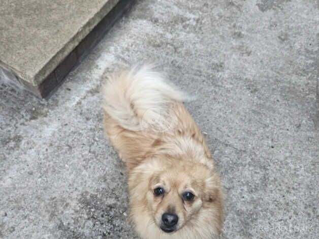 Male Pomeranian 2 Year Old for sale in Rochdale, Greater Manchester - Image 5