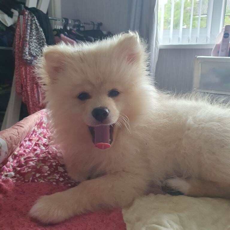 Male Pomeranian