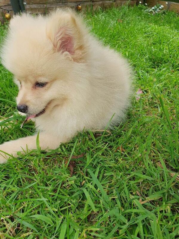 Male Pomeranian - Image 2 of 3