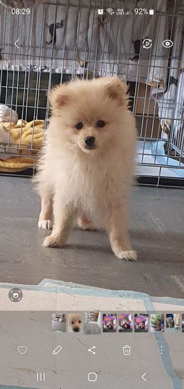 Male Pomeranian - Image 3 of 3