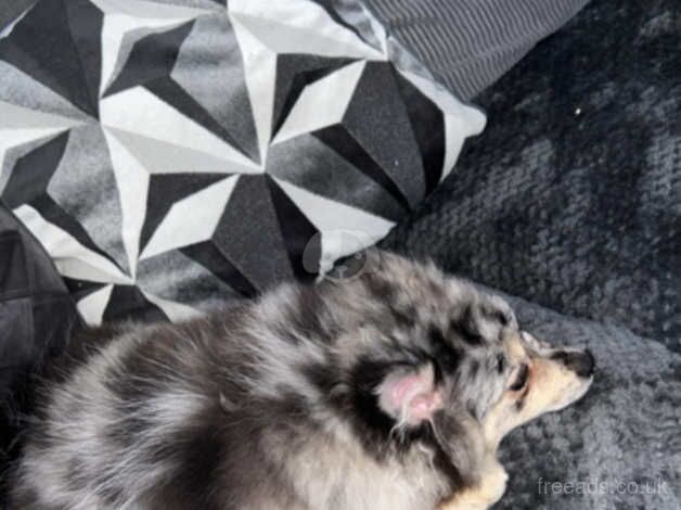 Pomeranian puppies for sale in Barnsley, South Yorkshire – KC registered, 1 year old - Image 2 of 5