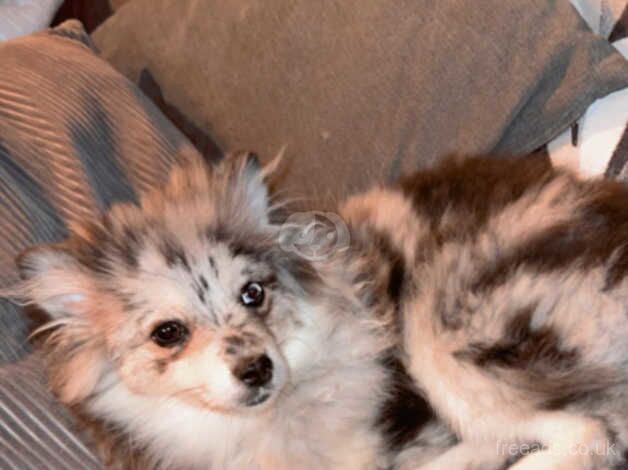Pomeranian puppies for sale in Barnsley, South Yorkshire – KC registered, 1 year old - Image 3 of 5