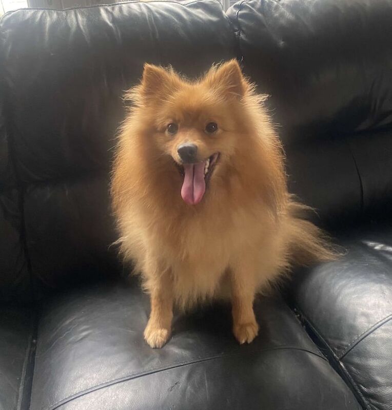 Pomeranian puppies for sale in Durham, County Durham – 3 years old - Image 2 of 2