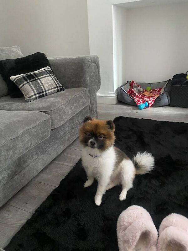 Pomeranian puppies for sale in Derby, Derbyshire – KC registered, 2 years old - Image 1 of 3