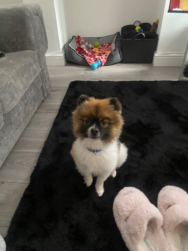Pomeranian puppies for sale in Derby, Derbyshire – KC registered, 2 years old - Image 2 of 3