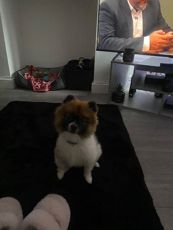 Pomeranian puppies for sale in Derby, Derbyshire – KC registered, 2 years old - Image 3 of 3