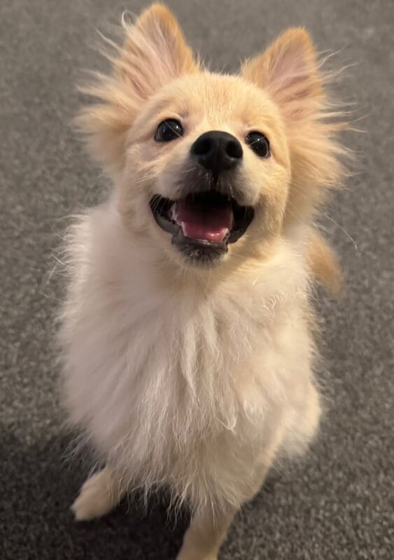 Male Pomeranian for sale - Image 2 of 3