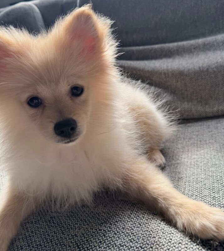 Male Pomeranian for sale - Image 3 of 3