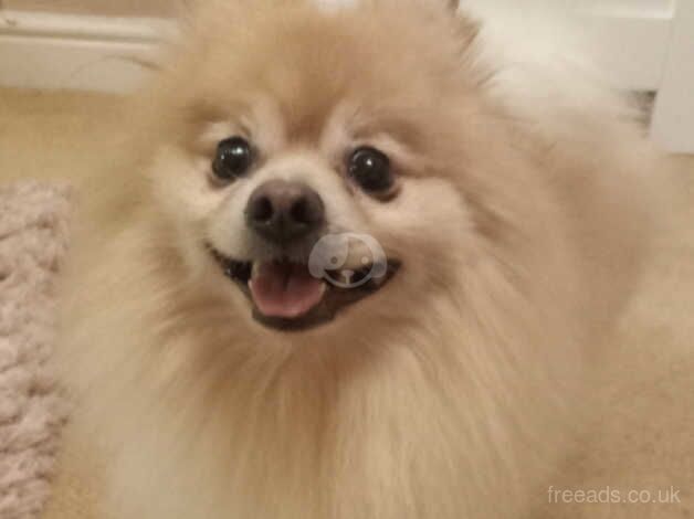 Pomeranian puppies for sale in Colchester, Essex – 6 years old - Image 1 of 4