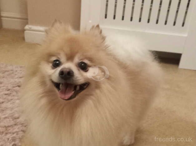 Pomeranian puppies for sale in Colchester, Essex – 6 years old - Image 2 of 4