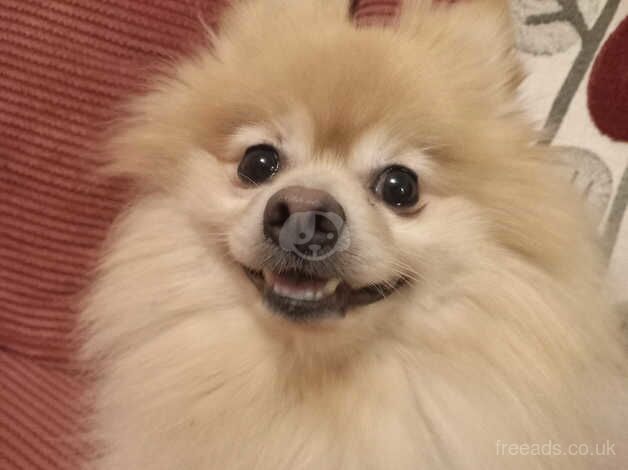 Pomeranian puppies for sale in Colchester, Essex – 6 years old - Image 3 of 4