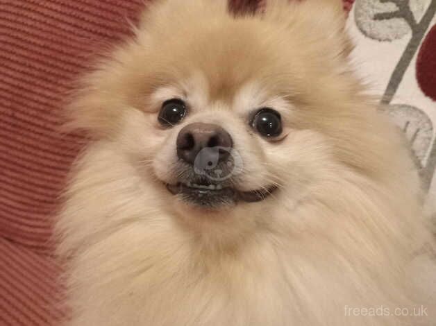 Pomeranian puppies for sale in Colchester, Essex – 6 years old - Image 4 of 4