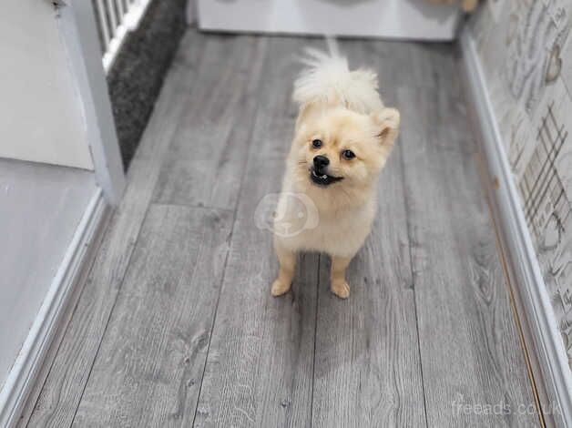 Pomeranian puppies for sale in Coleraine, County Londonderry – 2 years old - Image 3 of 5