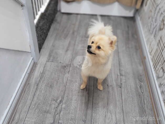 Pomeranian puppies for sale in Coleraine, County Londonderry – 2 years old - Image 4 of 5