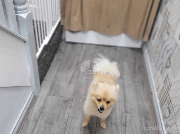 Pomeranian puppies for sale in Coleraine, County Londonderry – 2 years old - Image 5 of 5