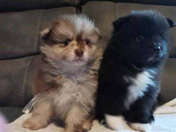Male Pomeranian Puppies ready 25th May for sale in Chesterfield, Derbyshire