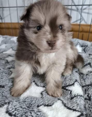 Pomeranian puppies for sale in Chesterfield, Derbyshire – 1 year old - Image 2 of 5