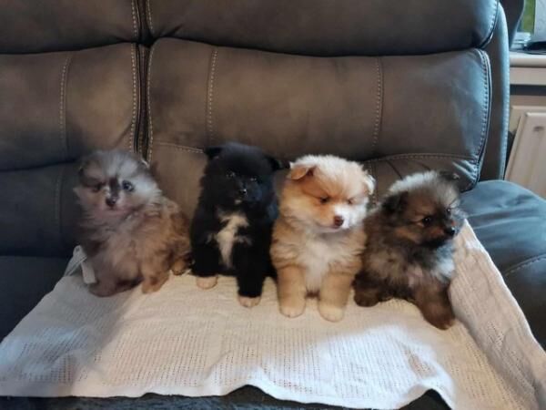 Pomeranian puppies for sale in Chesterfield, Derbyshire – 1 year old - Image 3 of 5
