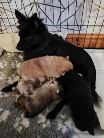 Pomeranian puppies for sale in Chesterfield, Derbyshire – 1 year old - Image 4 of 5