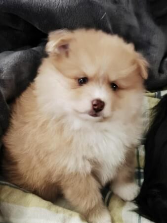 Pomeranian puppies for sale in Chesterfield, Derbyshire – 1 year old - Image 5 of 5