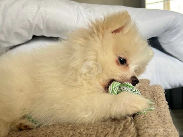 Pomeranian puppies for sale in Birmingham, West Midlands – 1 year old - Image 2 of 5