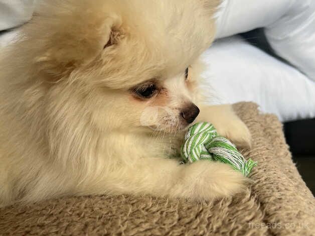 Pomeranian puppies for sale in Birmingham, West Midlands – 1 year old - Image 3 of 5